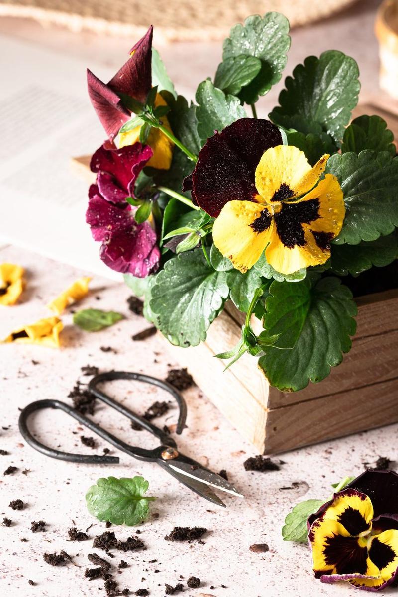Plantes d'intérieur déco : les meilleures espèces par pièce de la maison
